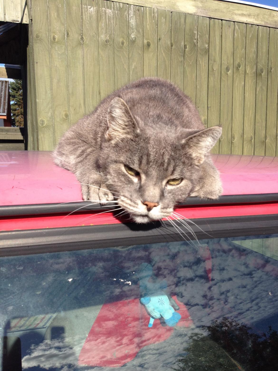 Huskat Sebastian *RIP* billede 1