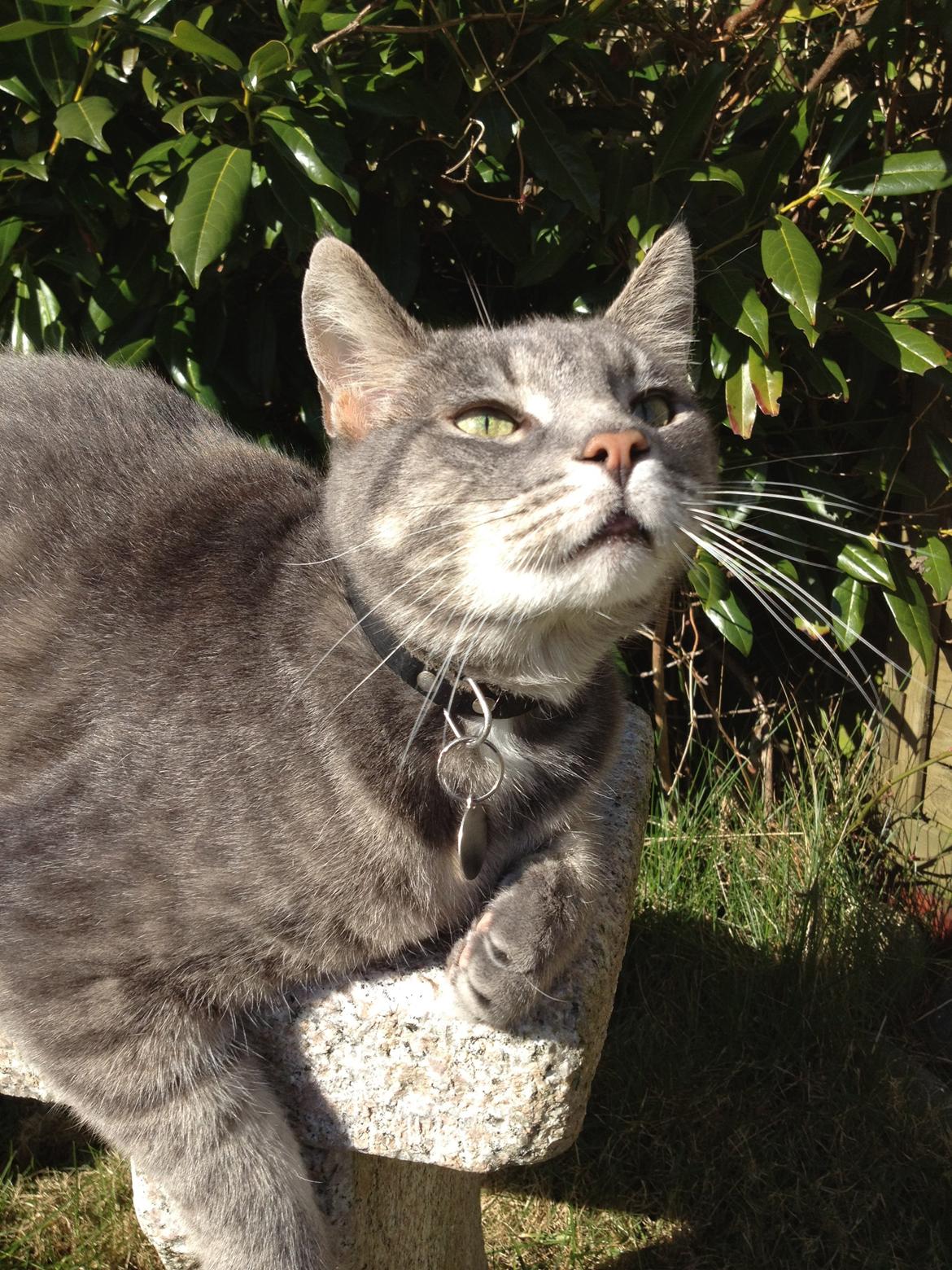 Huskat Sebastian *RIP* billede 2