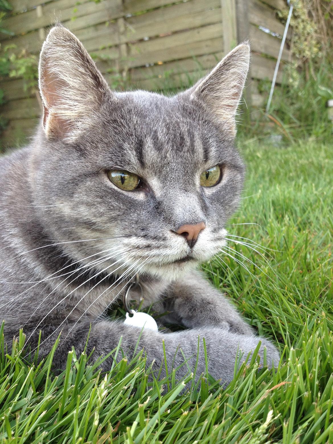 Huskat Sebastian *RIP* billede 3