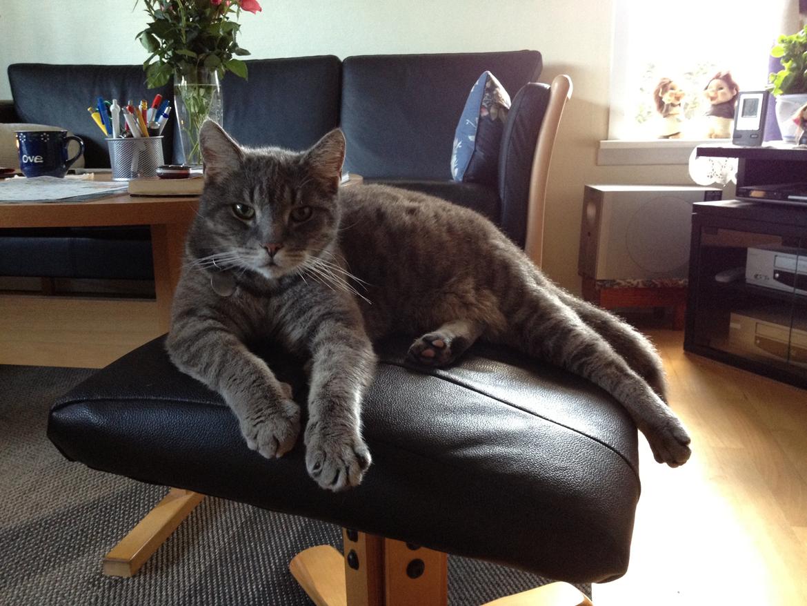 Huskat Sebastian *RIP* billede 4