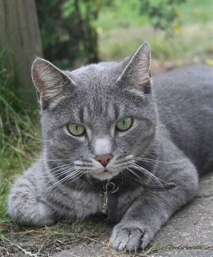 Huskat Sebastian *RIP* billede 6