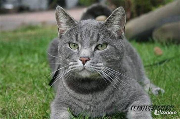 Huskat Sebastian *RIP* billede 7