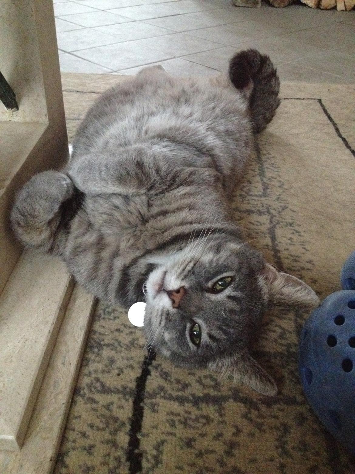 Huskat Sebastian *RIP* billede 8