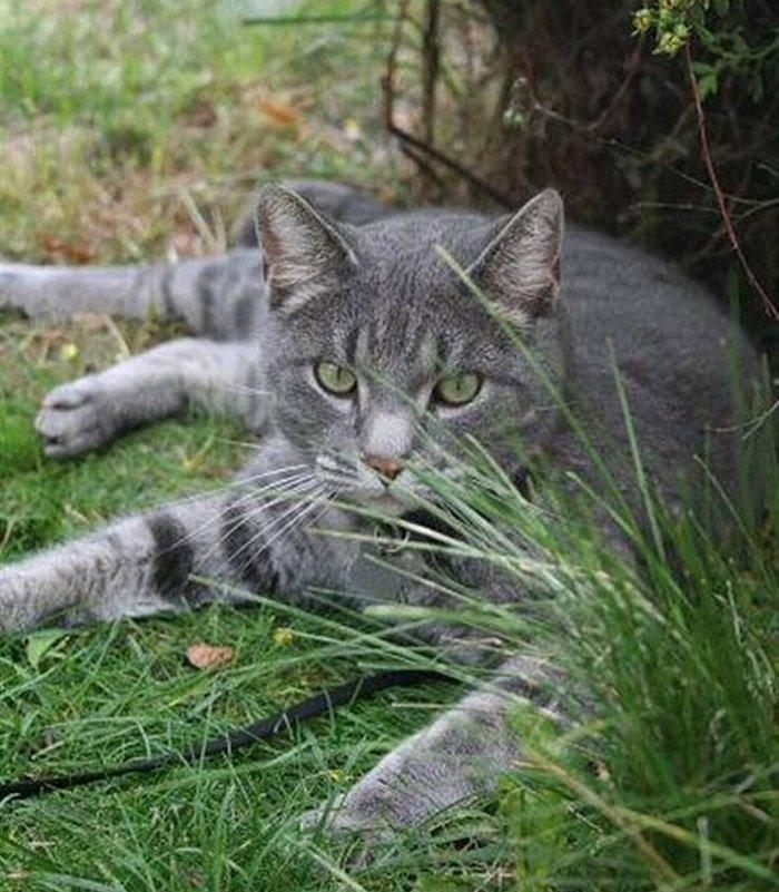 Huskat Sebastian *RIP* billede 9