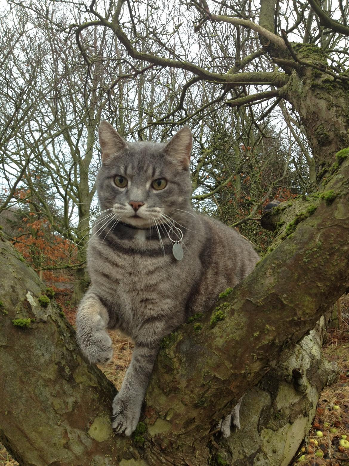 Huskat Sebastian *RIP* billede 10