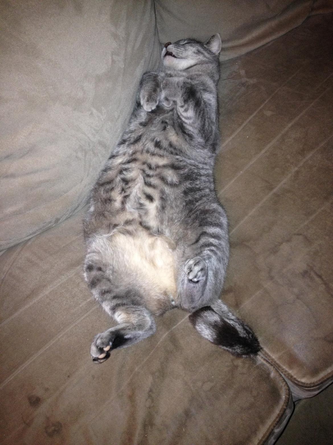 Huskat Sebastian *RIP* billede 11