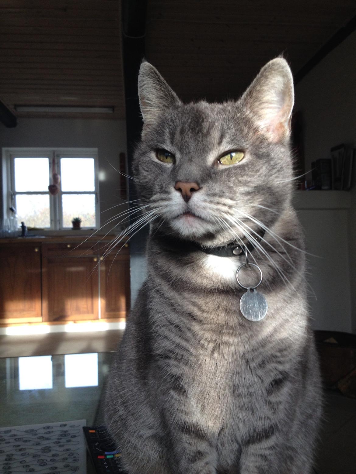 Huskat Sebastian *RIP* billede 12