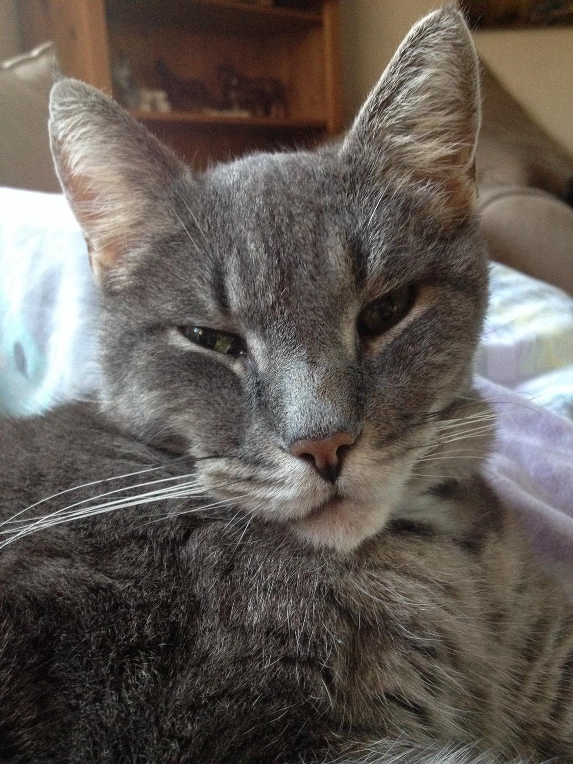 Huskat Sebastian *RIP* billede 13