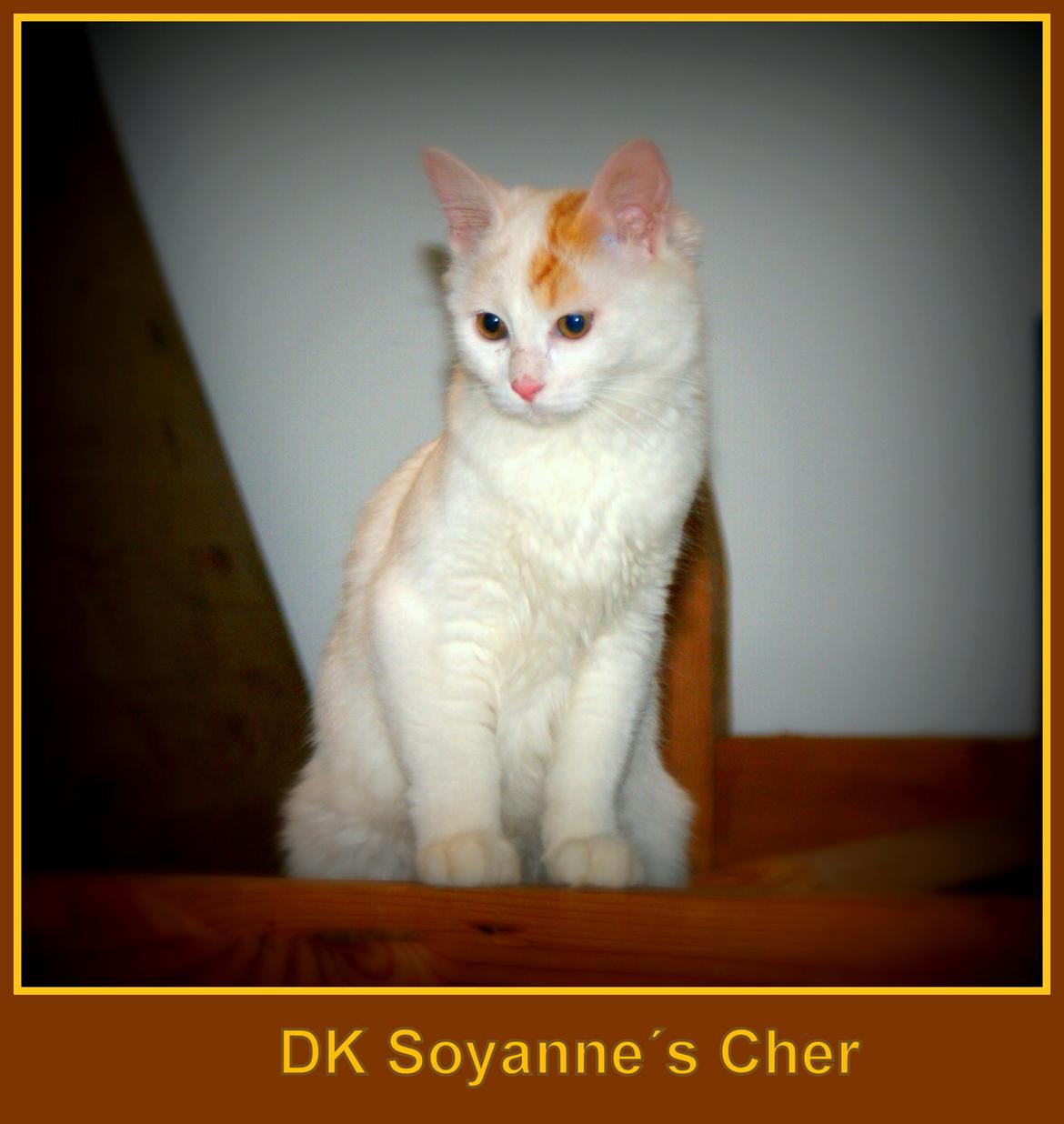 Tyrkisk Van DK Soyanne´s Cher (Avlskat) - Cher ved ikke helt om hun gide være med til at lege  billede 1