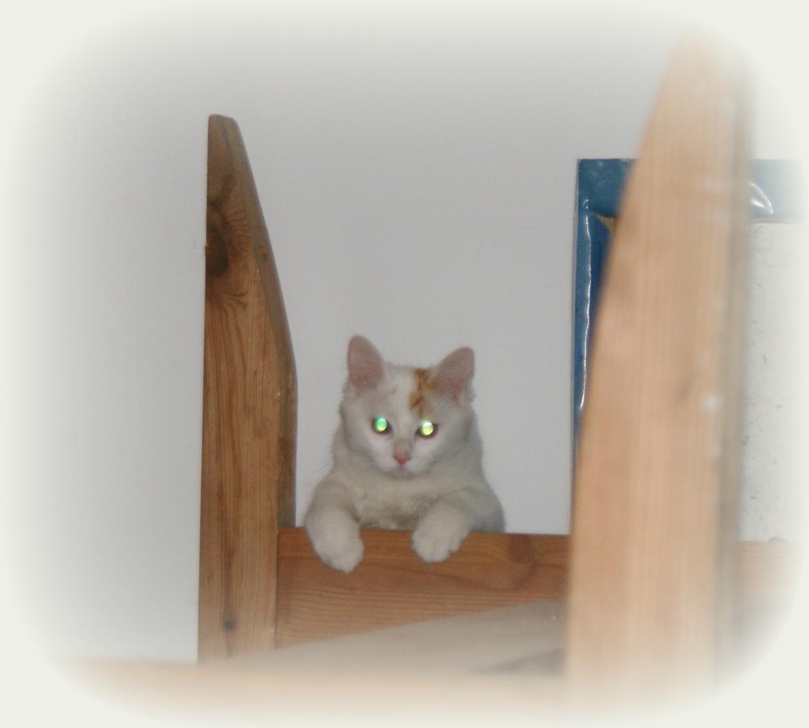 Tyrkisk Van DK Soyanne´s Cher (Avlskat) - Cher kigger lige efter hvad vi nu endelig laver billede 2