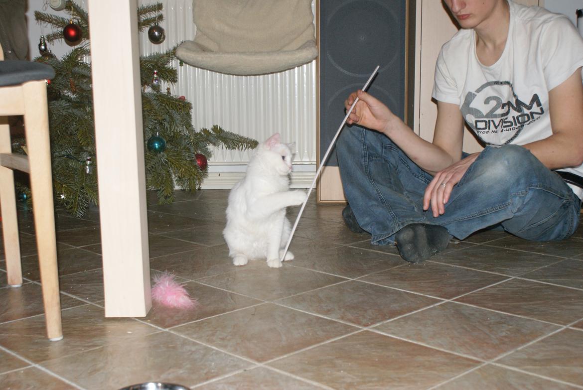 Tyrkisk Van DK Soyanne´s Cher (Avlskat) billede 4