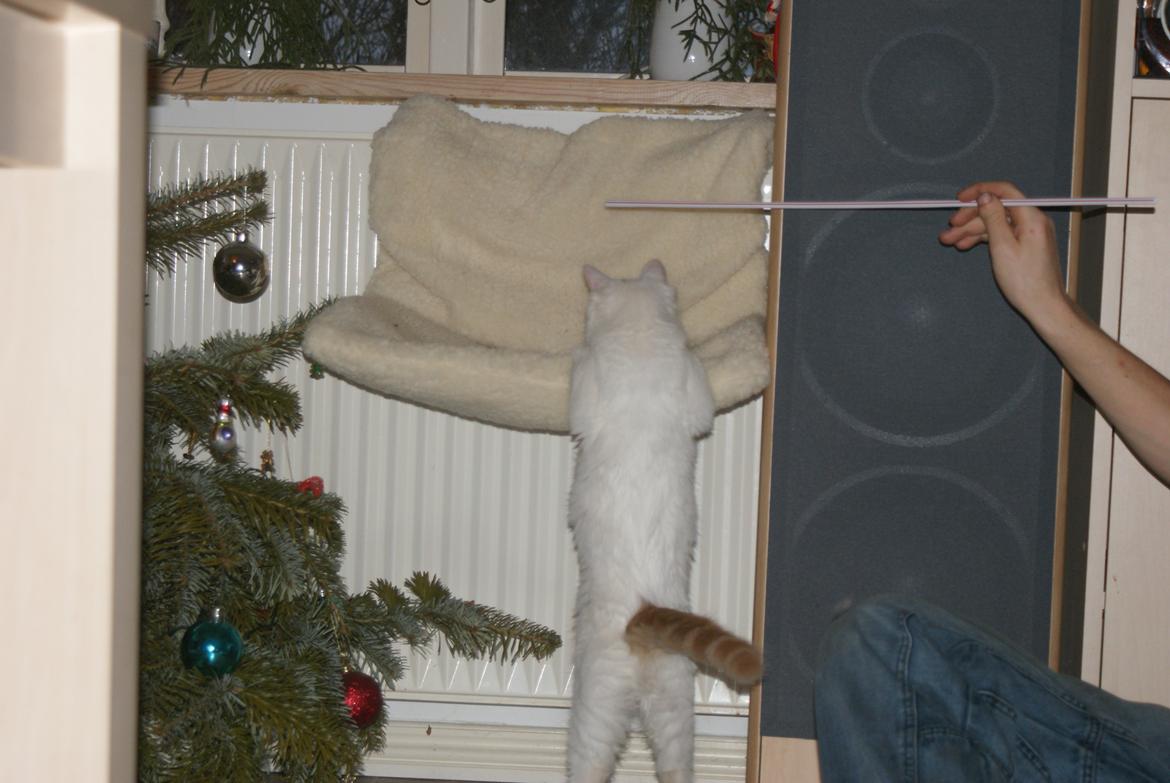 Tyrkisk Van DK Soyanne´s Cher (Avlskat) billede 5