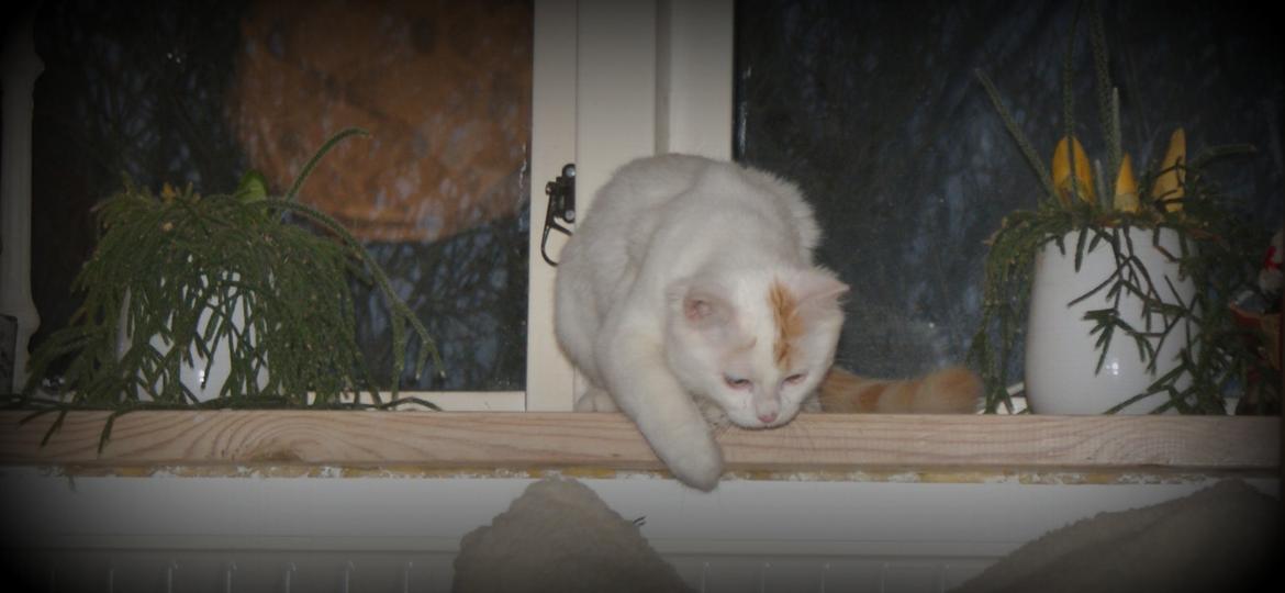 Tyrkisk Van DK Soyanne´s Cher (Avlskat) - Vindueskarmen er et alle tiers sted og holde udkig fra :) billede 3