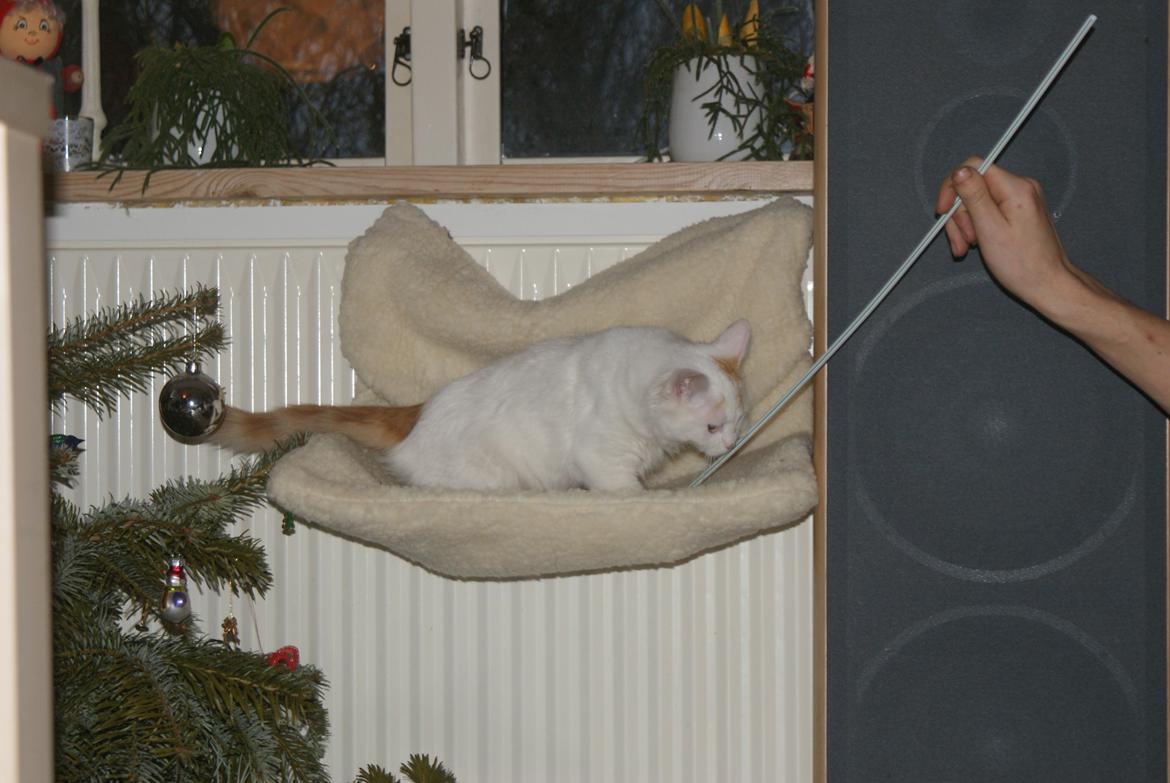 Tyrkisk Van DK Soyanne´s Cher (Avlskat) billede 6