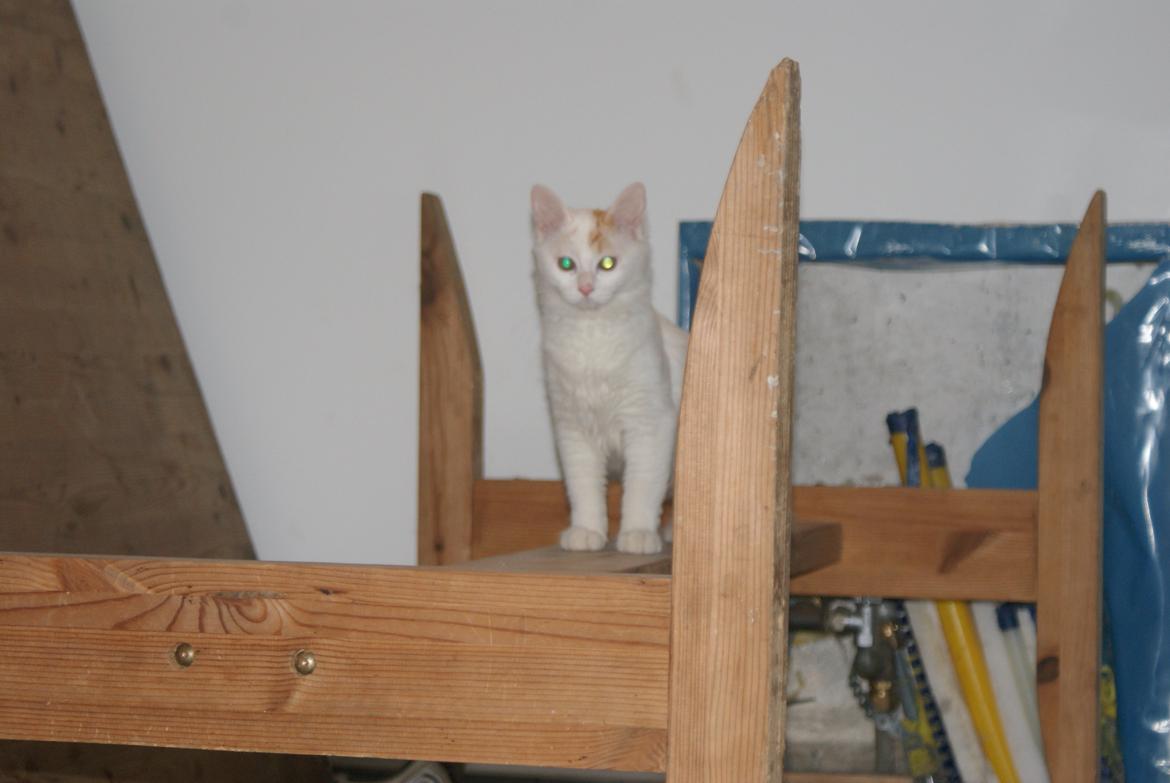 Tyrkisk Van DK Soyanne´s Cher (Avlskat) billede 7