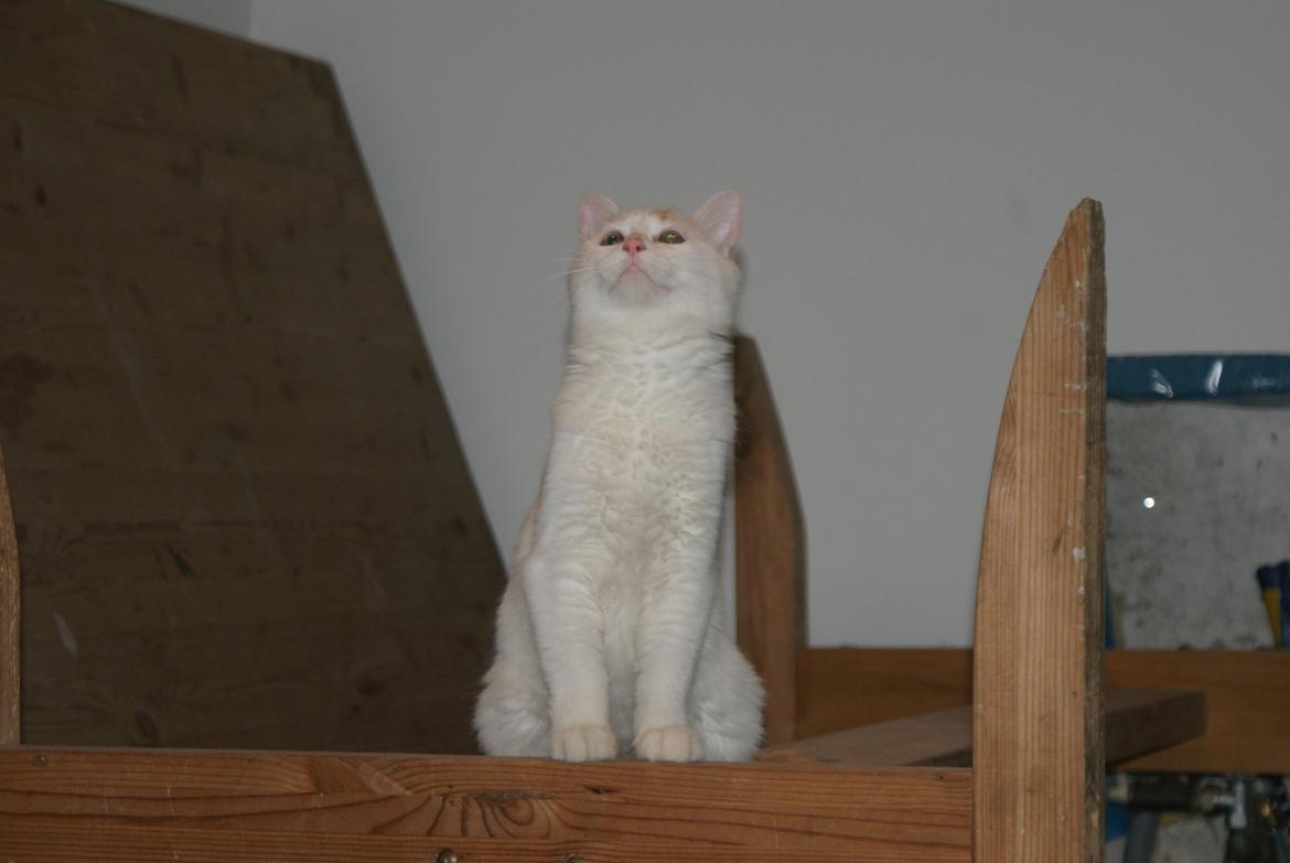 Tyrkisk Van DK Soyanne´s Cher (Avlskat) billede 8