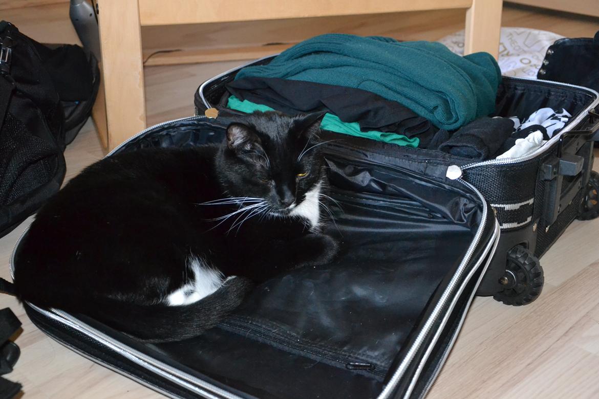 Huskat Katie - Jeg skulle på studietur til Istanbul med klassen Marts 2013 - Mulle ville vidst gerne med? :) billede 2