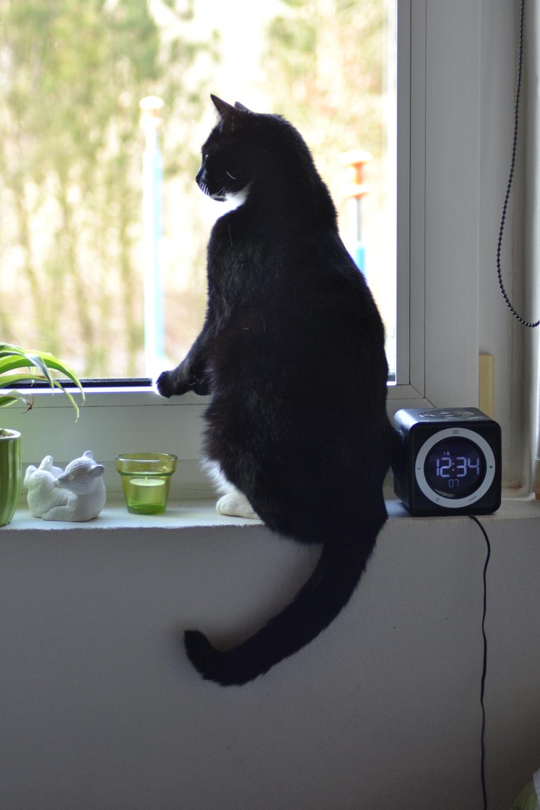 Huskat Katie - Mulle nyder udsigten :) billede 14