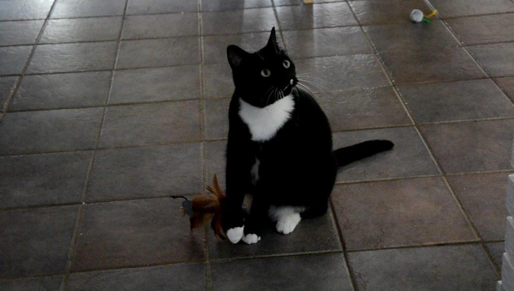 Huskat Katie - Hun bliver ret nemt distraheret ;) Taget fra video.  billede 6