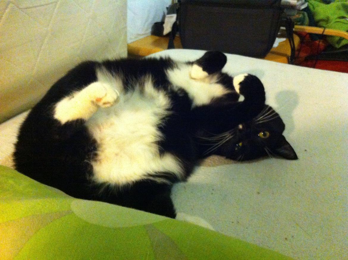 Huskat Katie - Måske er hun ikke den skarpeste kniv i skuffen, men hun er nu meget sød alligevel :) billede 8