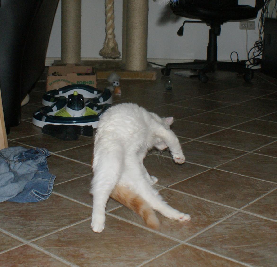 Tyrkisk Van DK Soyanne´s Cher (Avlskat) billede 9