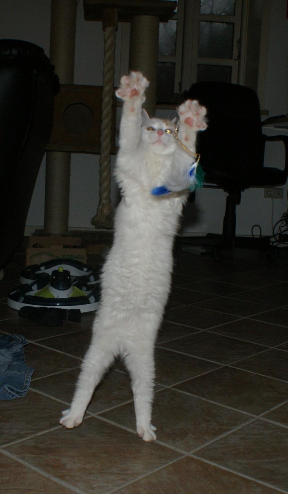 Tyrkisk Van DK Soyanne´s Cher (Avlskat) billede 10