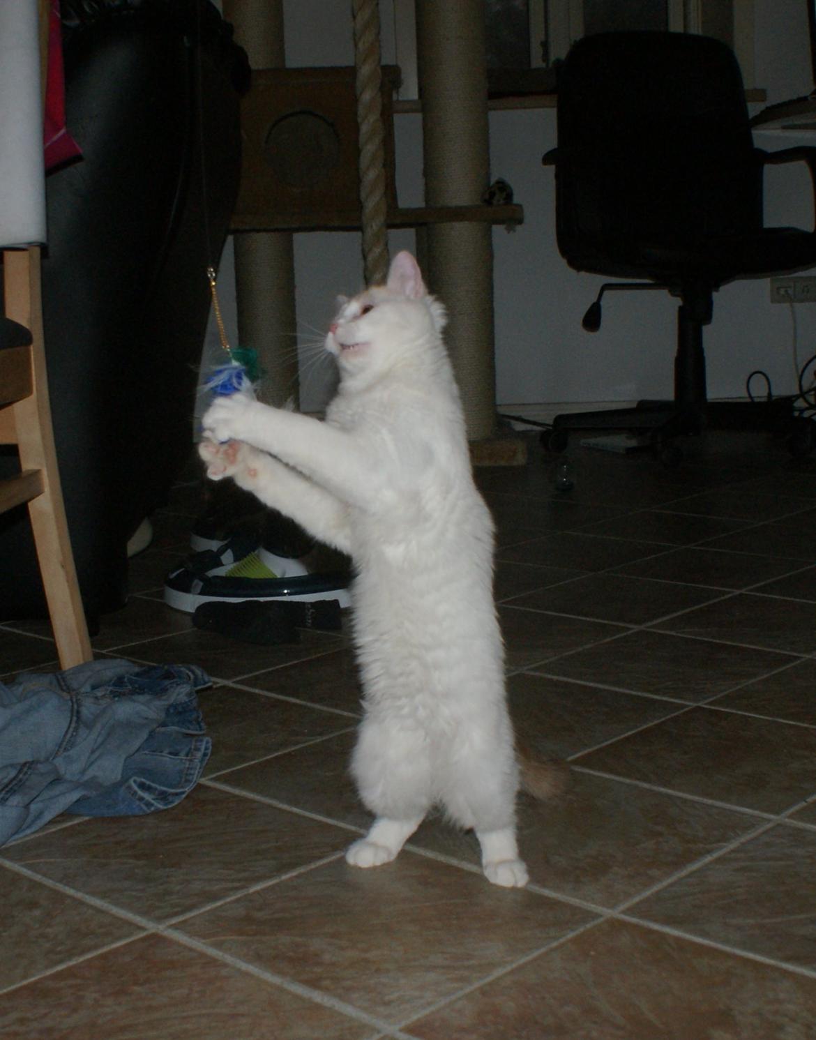 Tyrkisk Van DK Soyanne´s Cher (Avlskat) billede 11