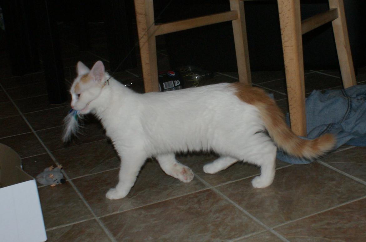 Tyrkisk Van DK Soyanne´s Cher (Avlskat) billede 12