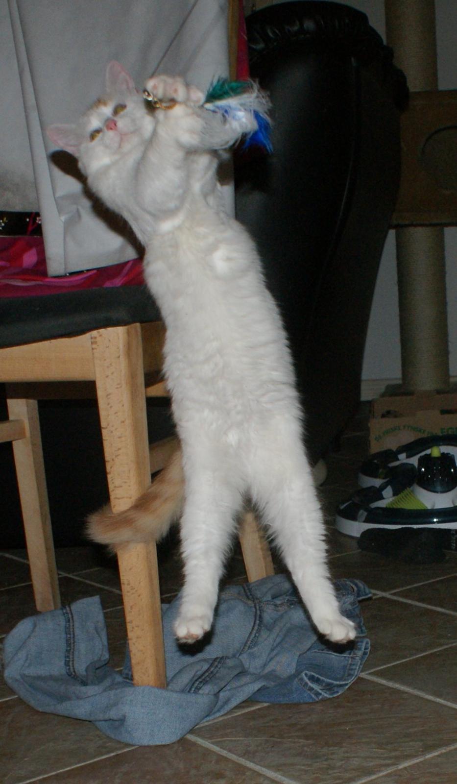 Tyrkisk Van DK Soyanne´s Cher (Avlskat) billede 13