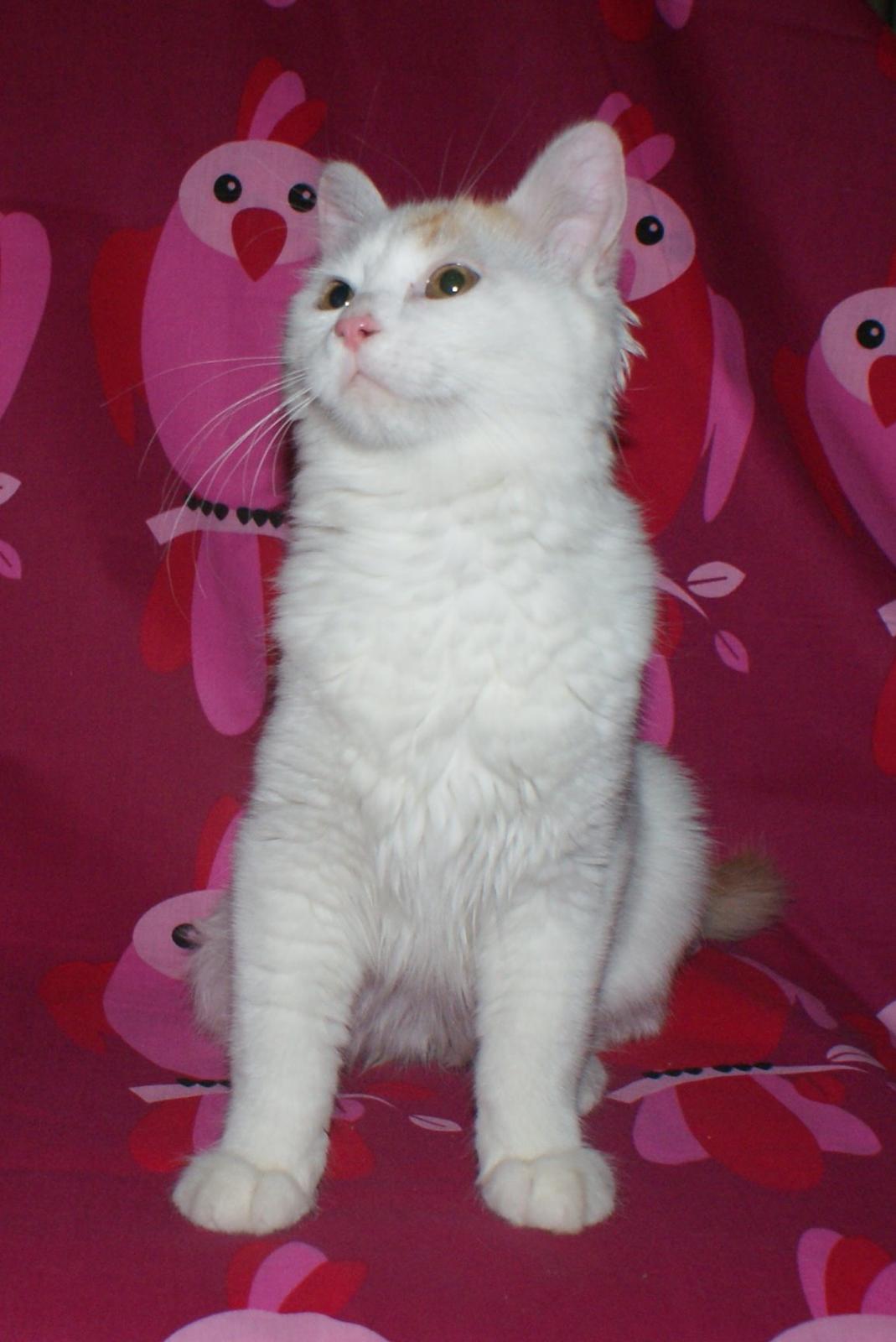 Tyrkisk Van DK Soyanne´s Cher (Avlskat) billede 14