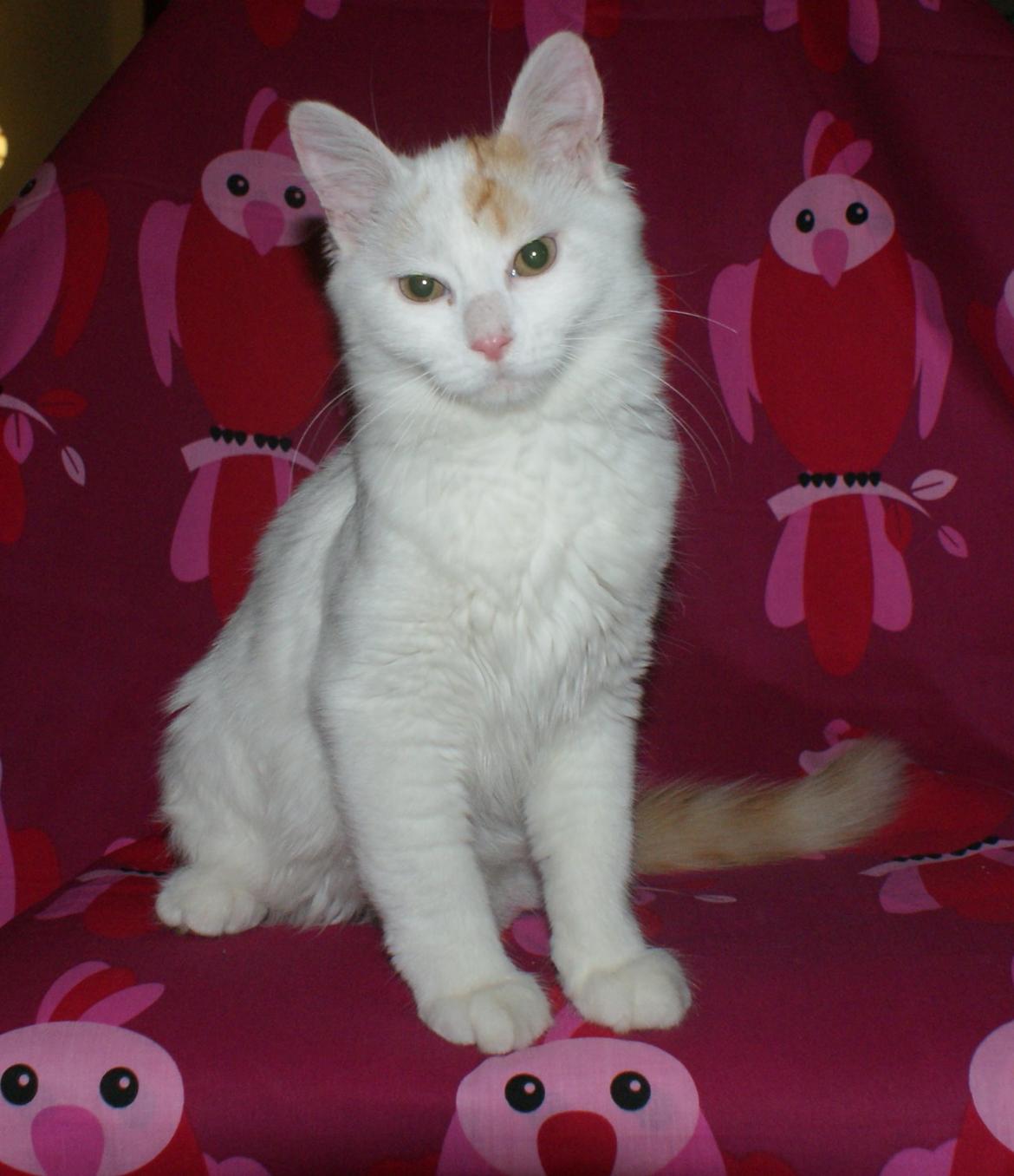 Tyrkisk Van DK Soyanne´s Cher (Avlskat) billede 15