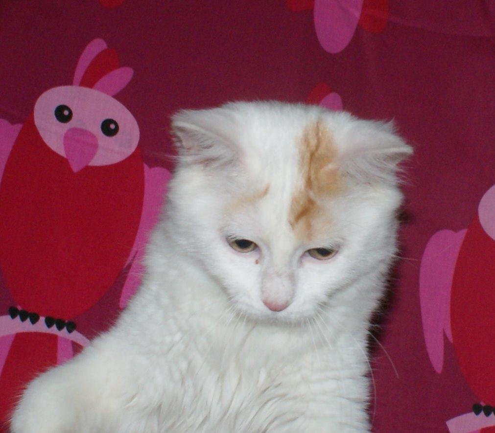 Tyrkisk Van DK Soyanne´s Cher (Avlskat) billede 16