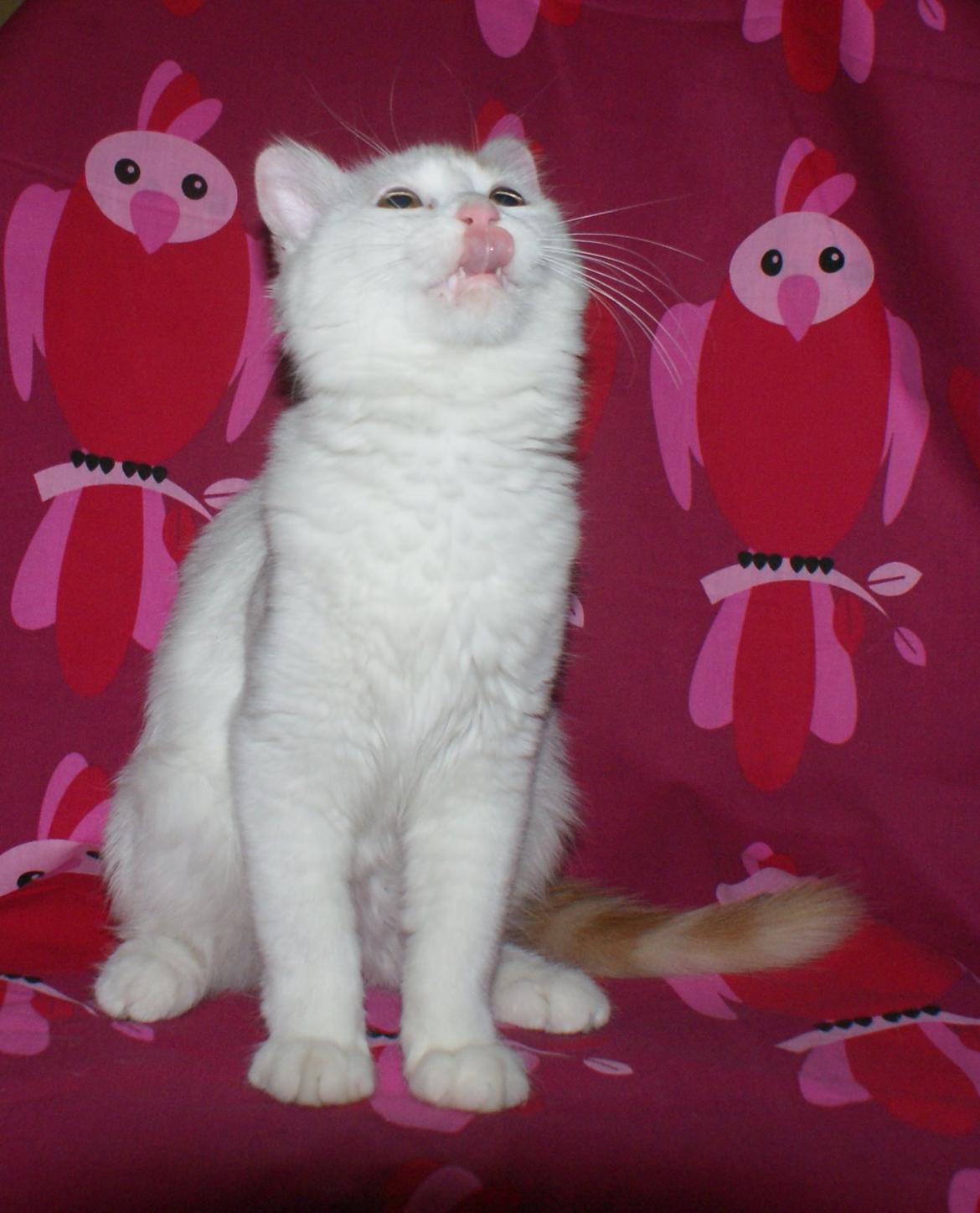 Tyrkisk Van DK Soyanne´s Cher (Avlskat) billede 17