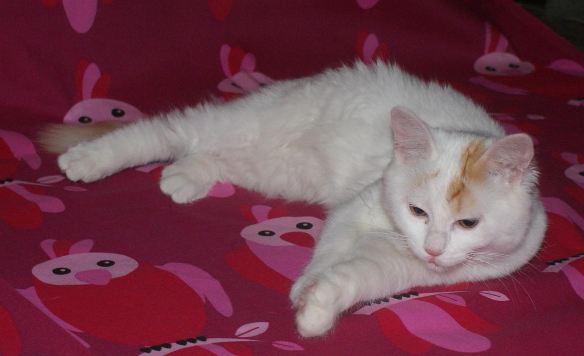 Tyrkisk Van DK Soyanne´s Cher (Avlskat) billede 18