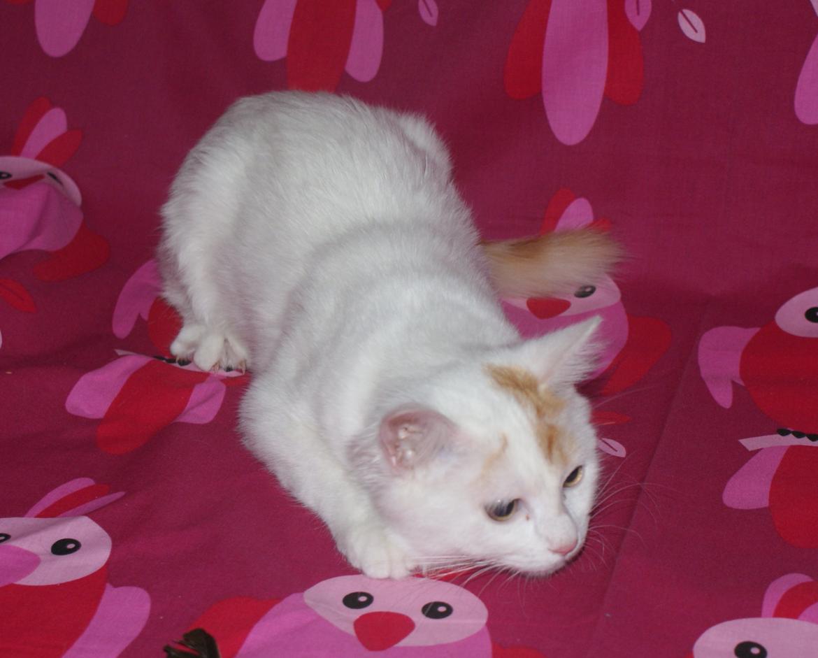 Tyrkisk Van DK Soyanne´s Cher (Avlskat) billede 19