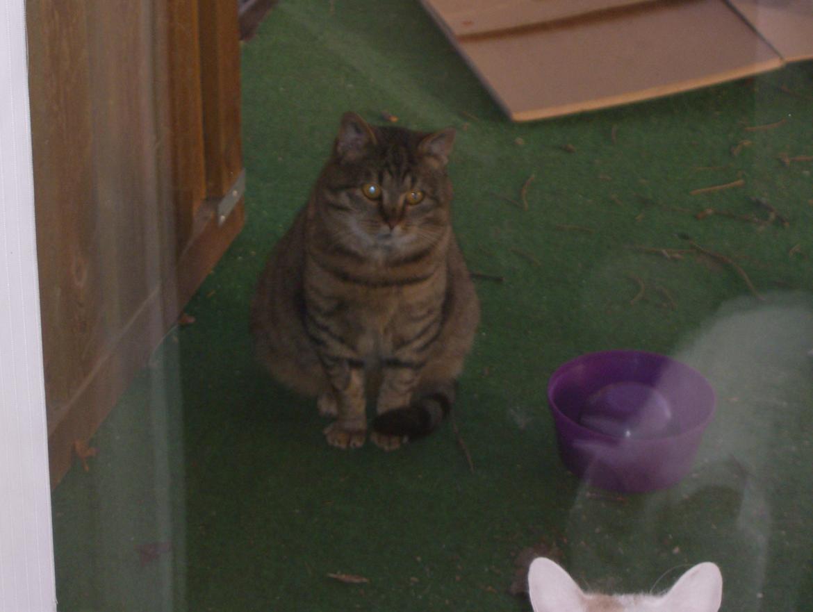 Huskat Vildmissen Fritz billede 4