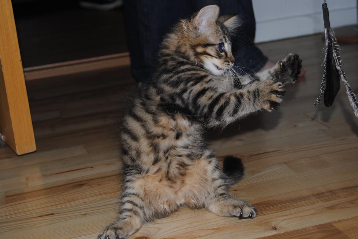 Blanding af racer Zeus - Det første billede vi tog af Zeus billede 1