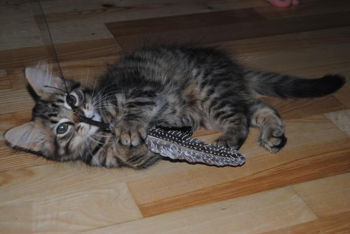 Blanding af racer Zeus billede 2