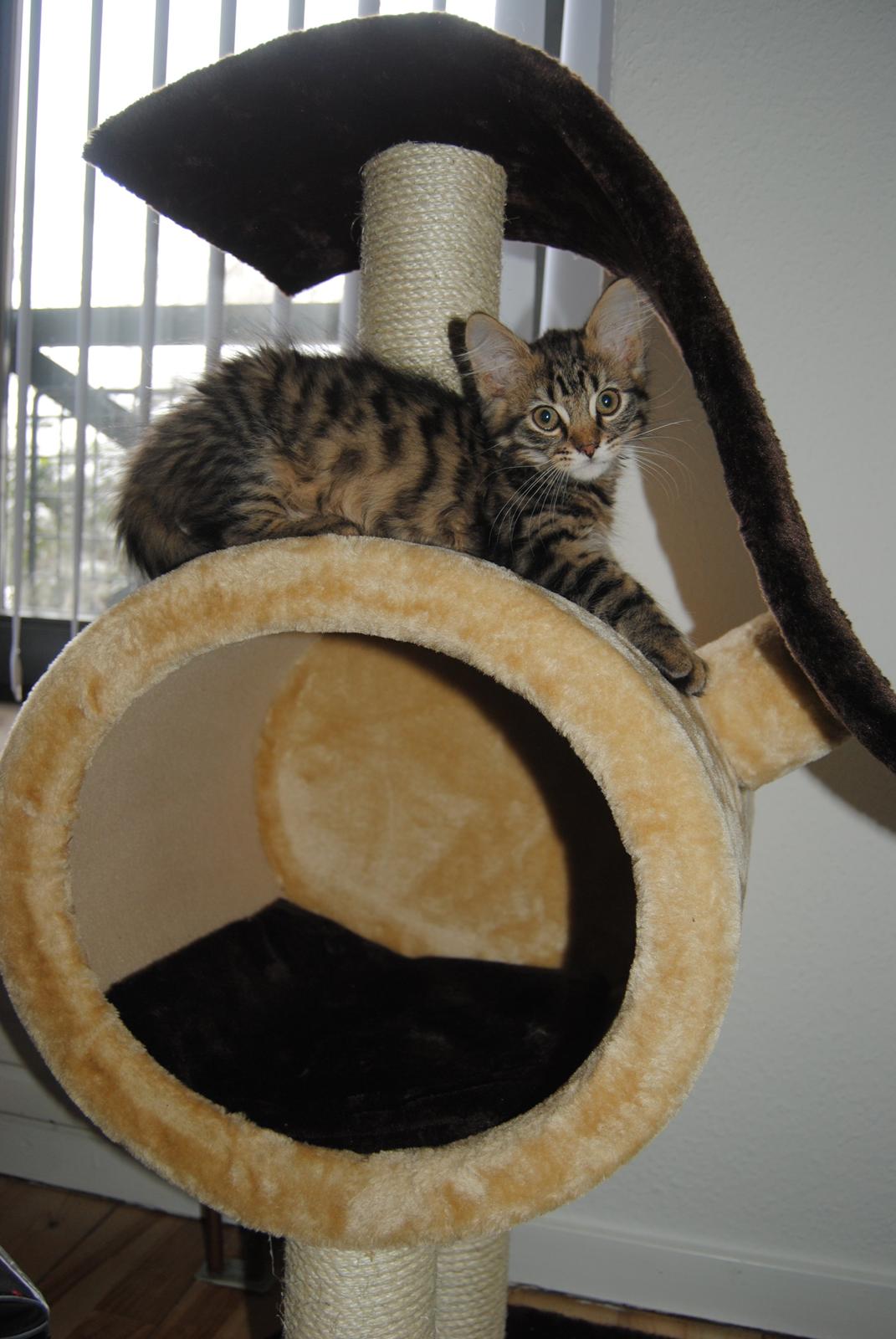 Blanding af racer Zeus billede 3