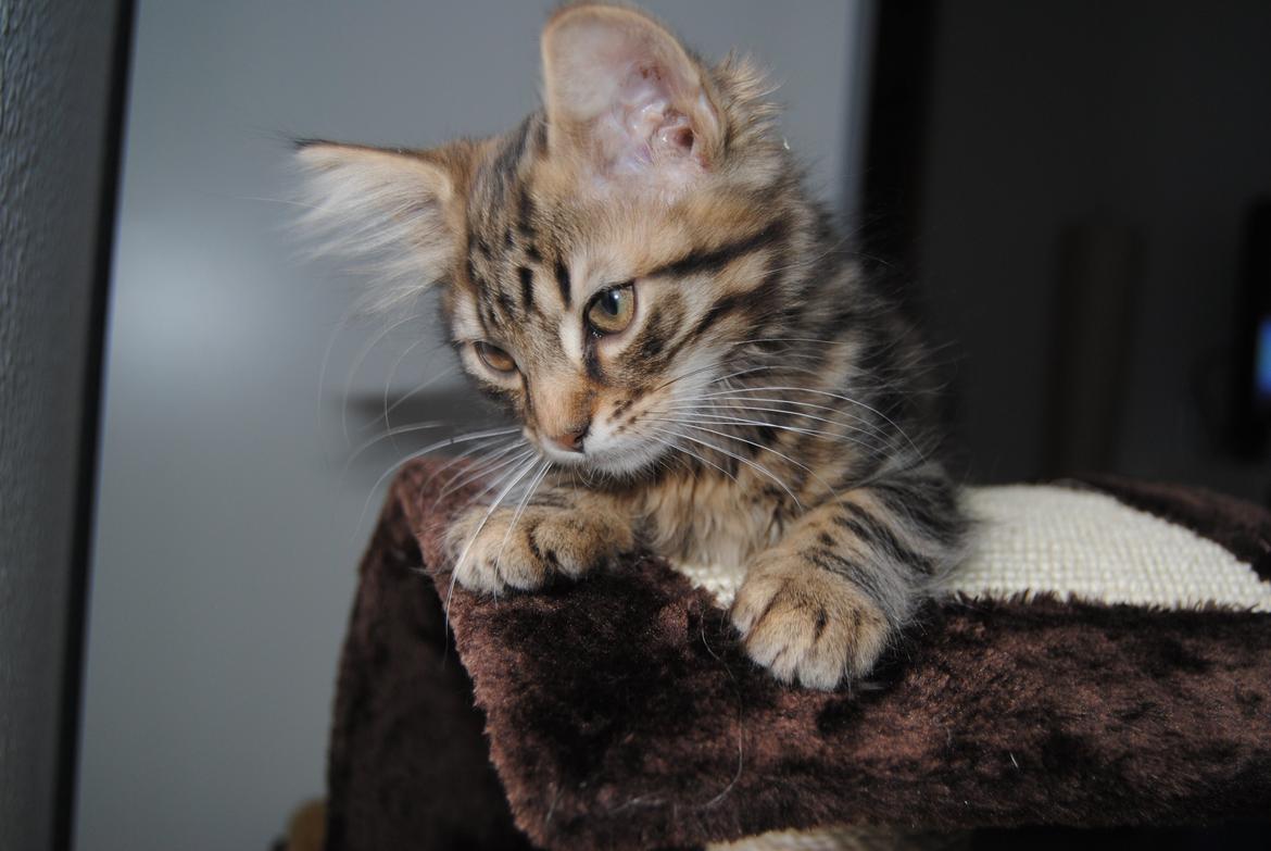 Blanding af racer Zeus billede 4