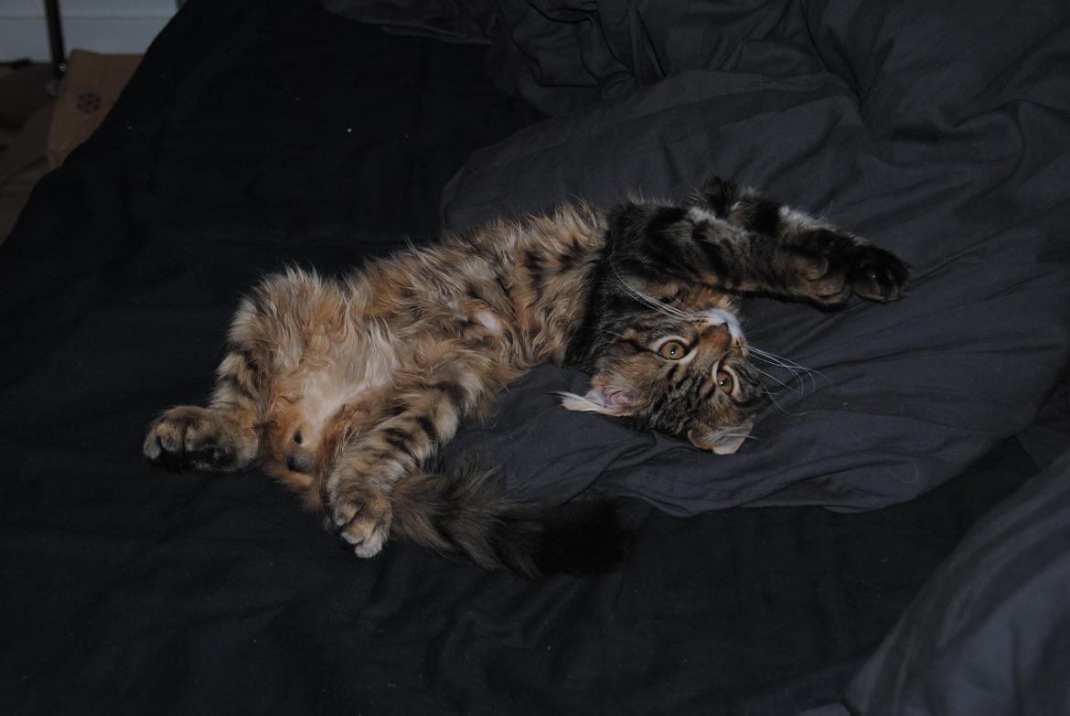 Blanding af racer Zeus billede 5