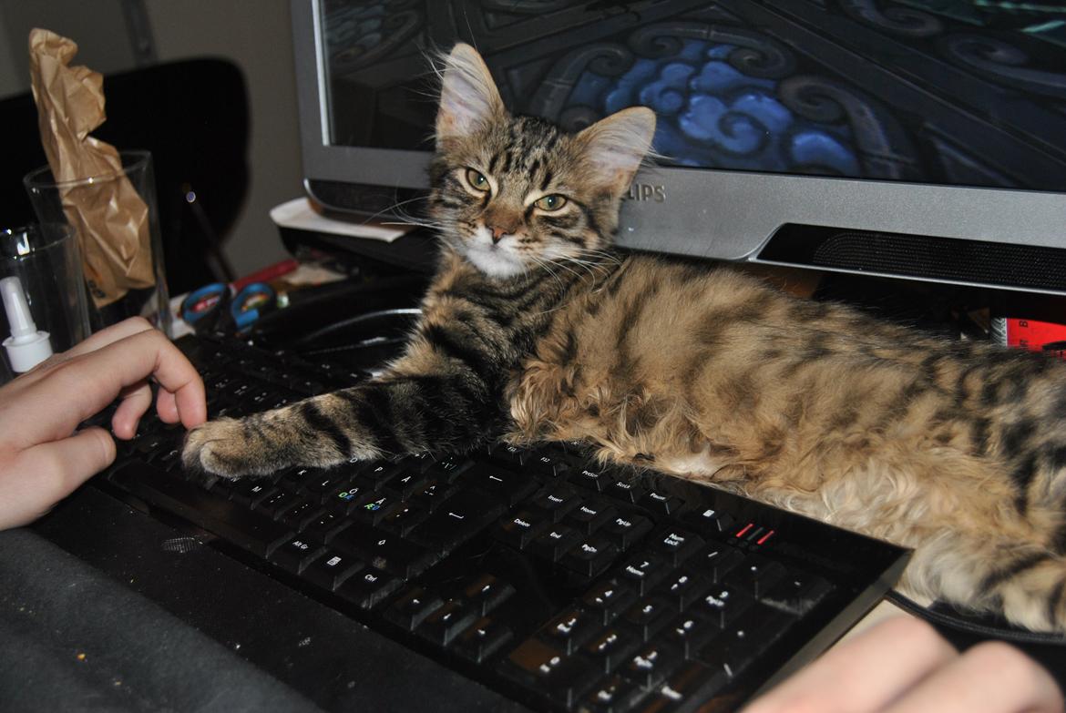 Blanding af racer Zeus billede 6