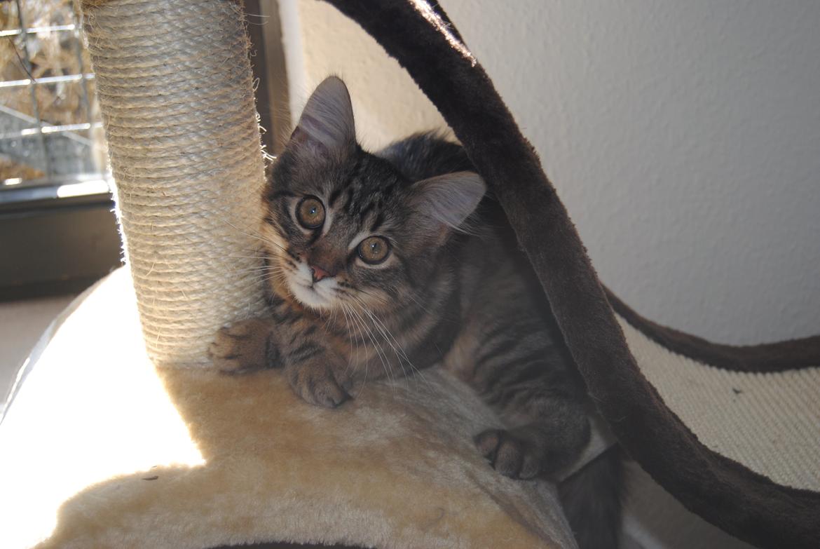 Blanding af racer Zeus billede 7