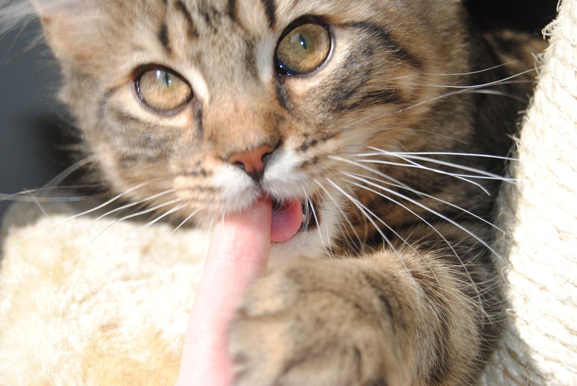 Blanding af racer Zeus billede 8