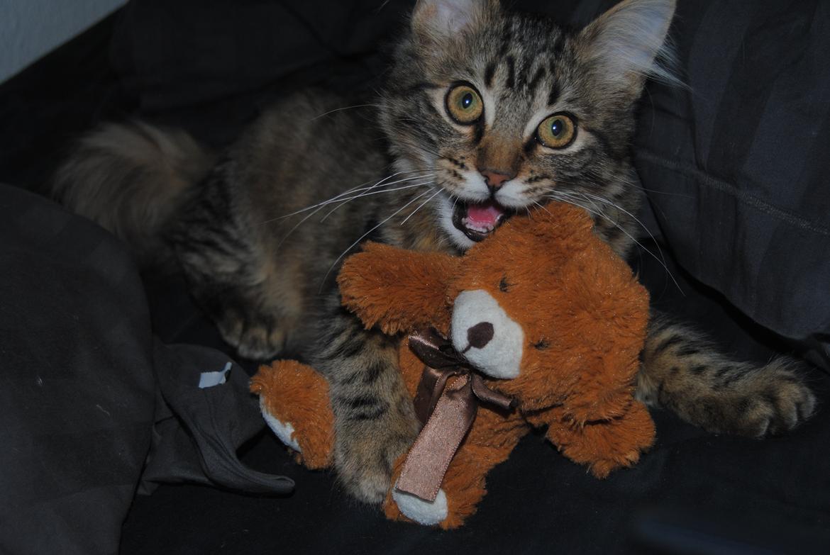 Blanding af racer Zeus billede 9