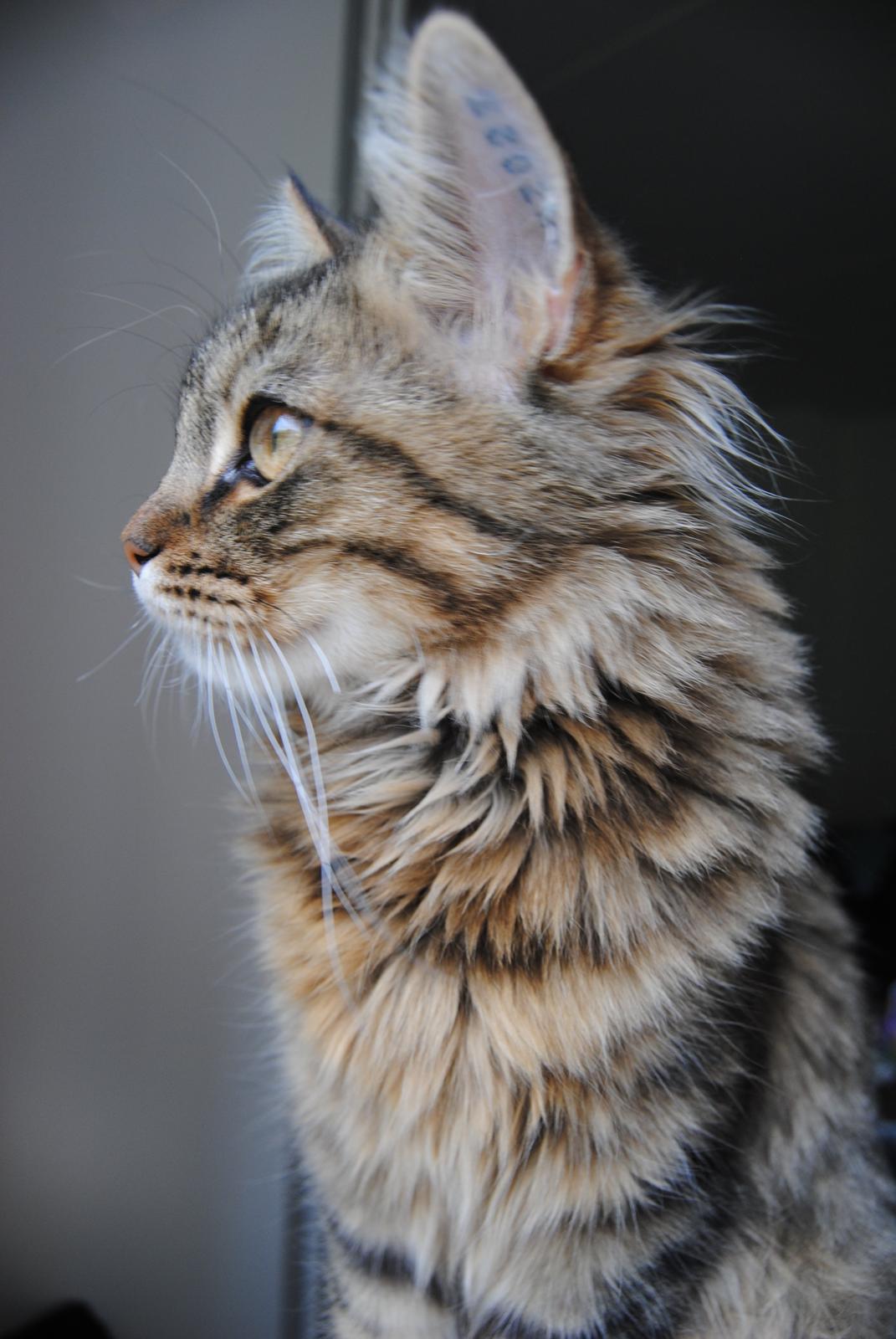 Blanding af racer Zeus billede 10