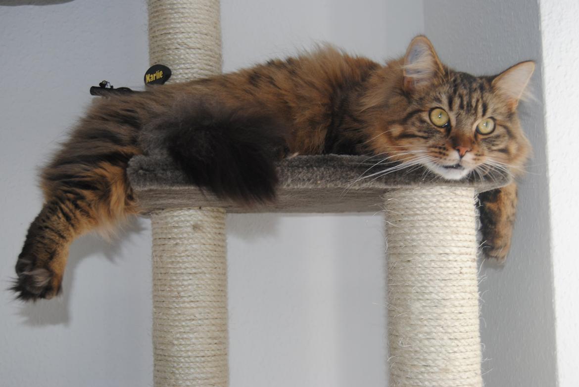 Blanding af racer Zeus billede 11