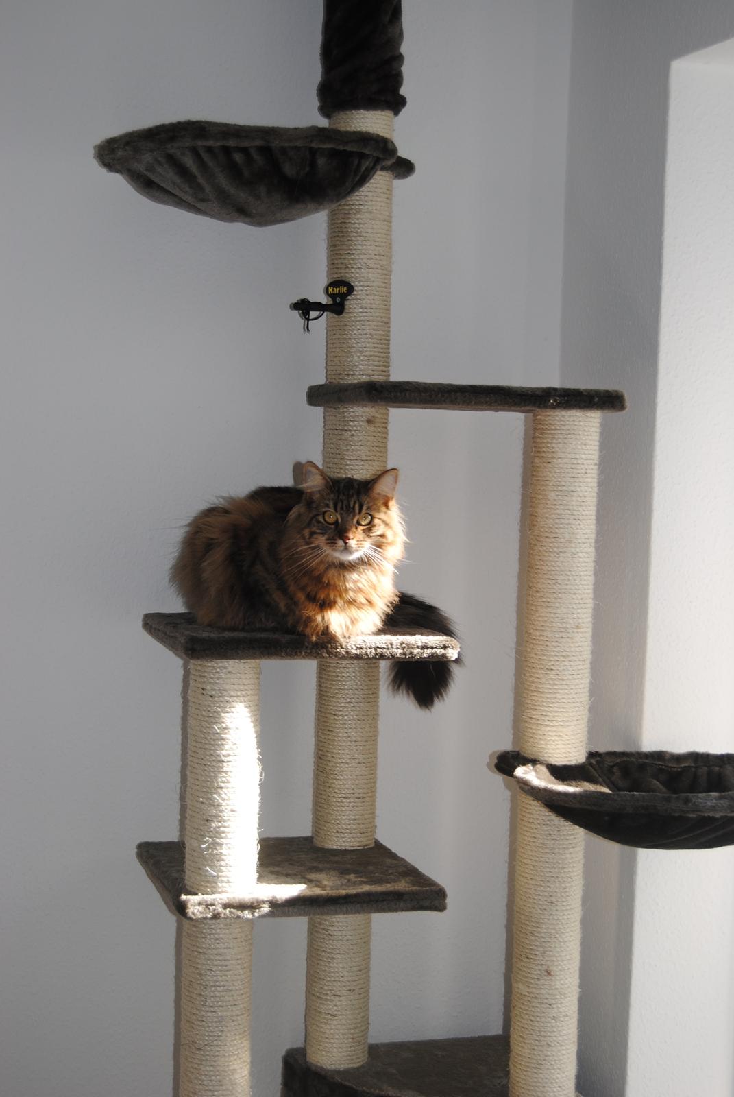 Blanding af racer Zeus billede 12