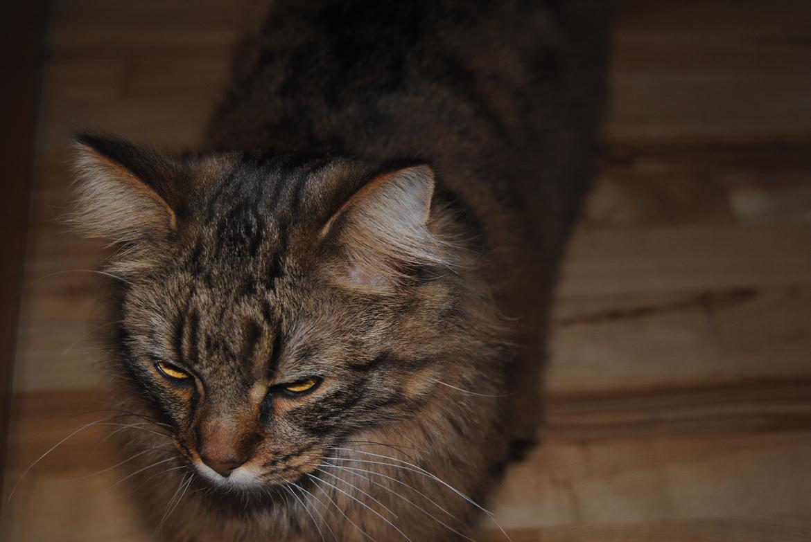 Blanding af racer Zeus billede 13