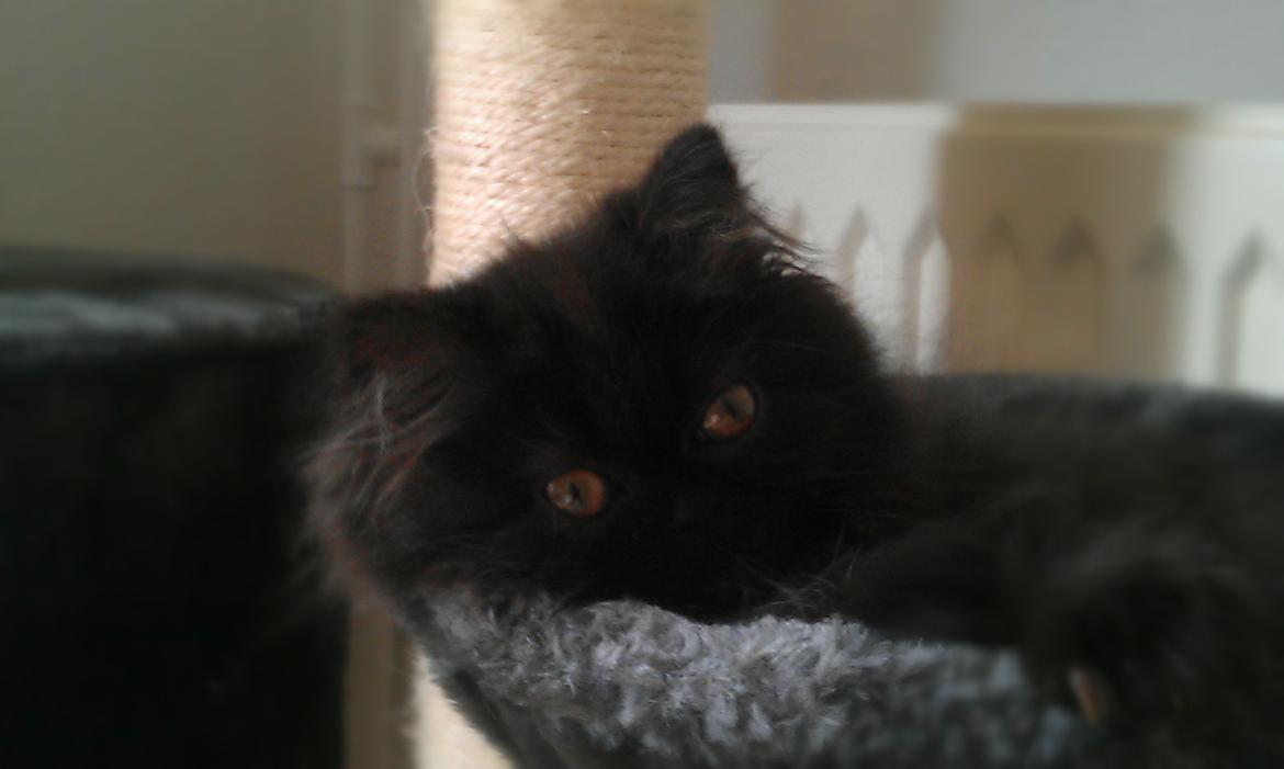 Perser MB's Komma billede 1